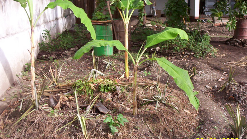 Banana Pit